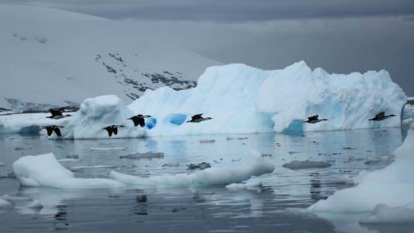 അന്‍റാര്‍ട്ടിക്കയില്‍ വസിക്കുന്നത്