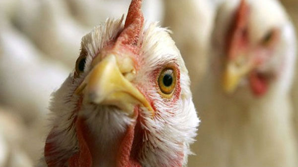 പക്ഷി പനി