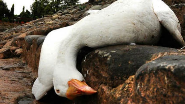 പകര്‍ച്ചവ്യാധി