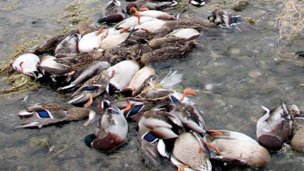  രോഗലക്ഷണങ്ങള്‍