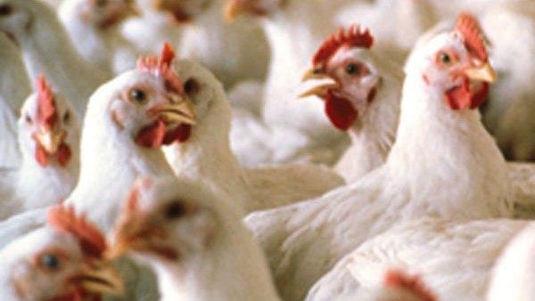  തിരിച്ചടി കോഴിവിപണിക്ക് 