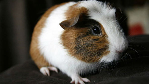 എന്താണ് ഹാന്‍ഡവൈറസ്