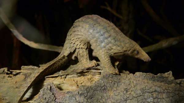 പാമ്പോ ഈനാംപേച്ചിയോ?