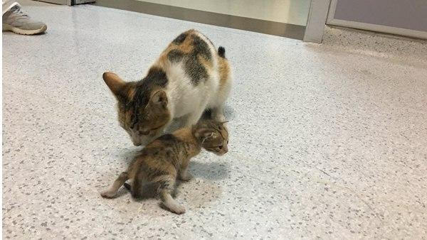 പാലും ഭക്ഷണവും നൽകി പാലും ഭക്ഷണവും നൽകി