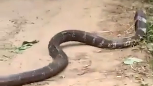 51 പാമ്പുകള്‍