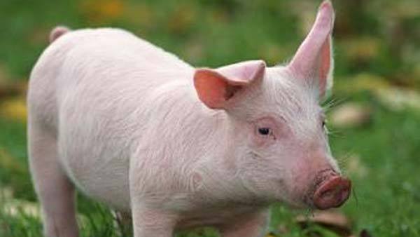  വേഗത്തിൽ പടർന്ന് രോഗം 