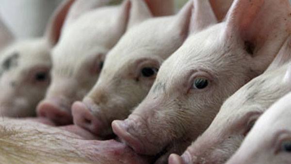 അണുനശീകരണം.. നിരീക്ഷണം 