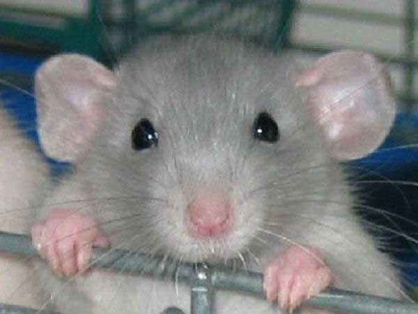 ആരംഭത്തില്‍ ചികിത്സ തേടാതിരുന്നാല്‍?