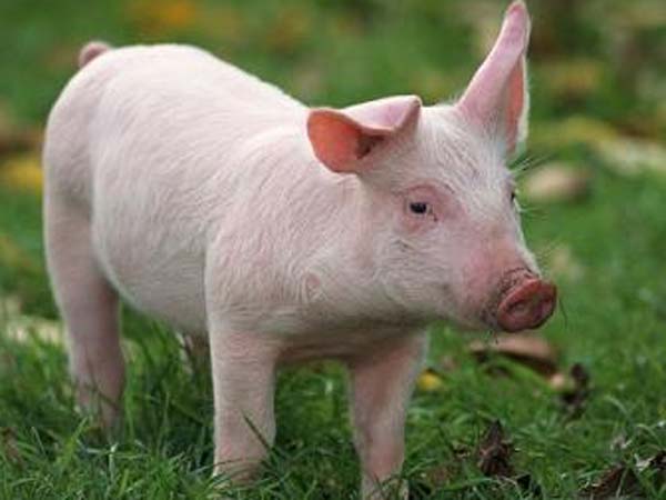  മനുഷ്യരിലേക്ക് പടരില്ല 