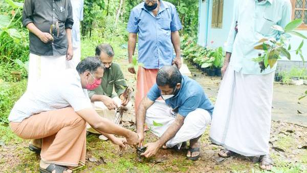 kannurmango kannurmango