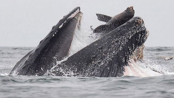 ഗര്ഭിണികള് ഗര്ഭിണികള്