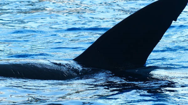 അത് പതിവ്, എന്നാല് അത് പതിവ്, എന്നാല്