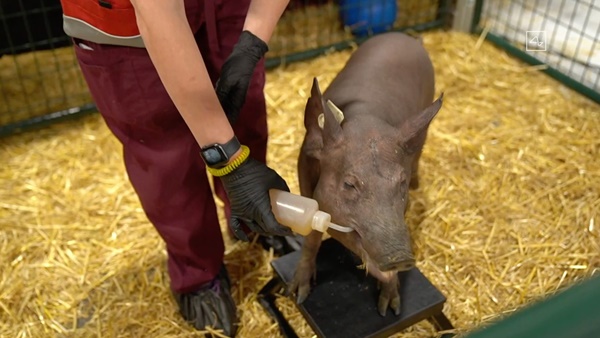 ഗെര്‍ട്രൂഡ് എന്ന പെണ്‍പന്നി