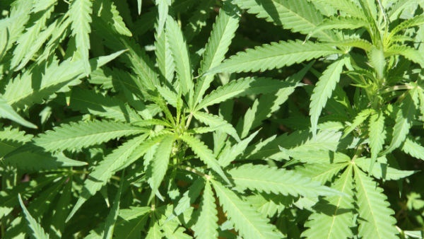 മൂന്ന് ഷാജിമാര്‍