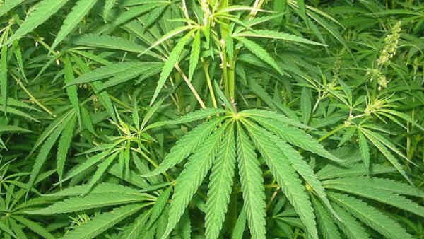 ആന്ധ്രയിലേക്ക് കടന്നു