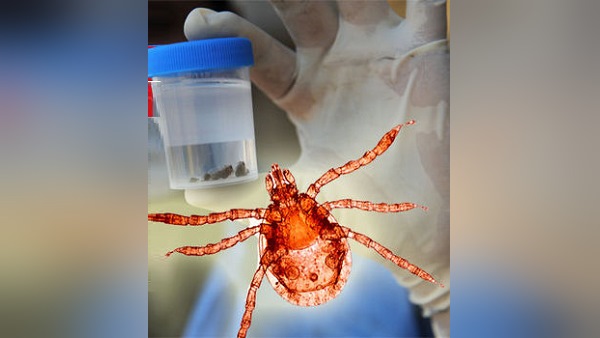 കോംഗോ പനി കോംഗോ പനി