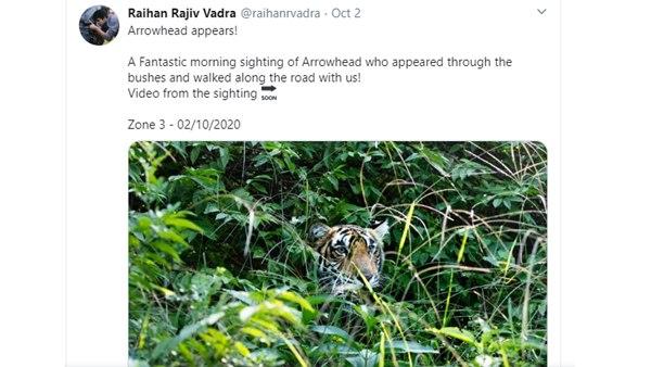 കടുവകളുടെ ചിത്രങ്ങൾ