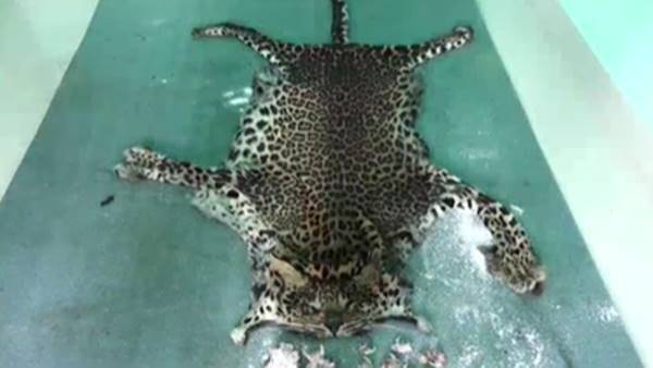 കെണിയൊരുക്കിയത് ഇങ്ങനെ കെണിയൊരുക്കിയത് ഇങ്ങനെ