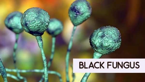 black fungus black fungus