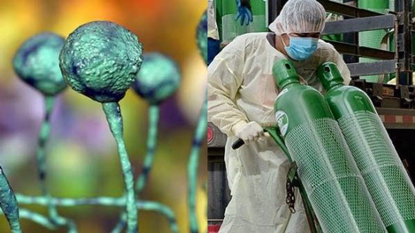 black fungus black fungus