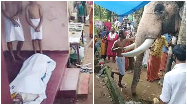 videoelephant-1622 videoelephant-1622