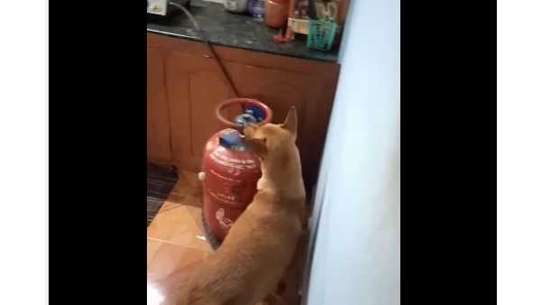 ഡോഗ് സ്‌ക്വാഡിലേക്ക്