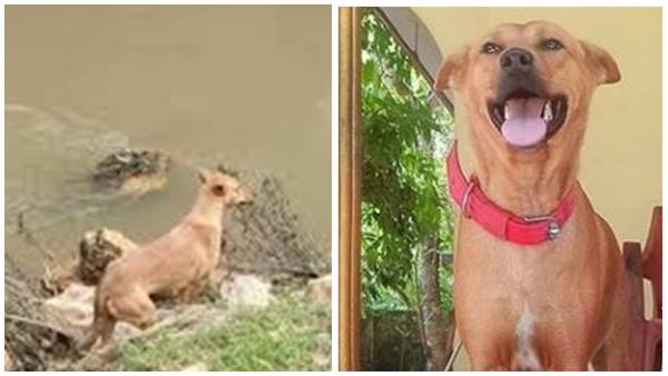 ധനുഷ്‌കയുടെ കുവി