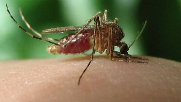 ZIKA ZIKA