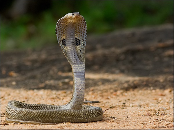 പാമ്പിനെ കുഴിച്ചിട്ടത് നിര്‍ണായകമായി 