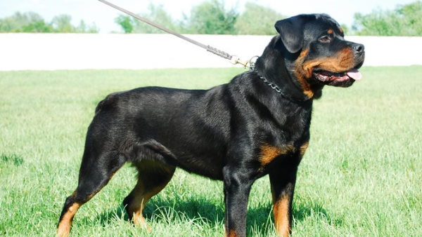 അമ്പായത്തോട്‌ മിച്ചഭൂമിയിൽ താമസിക്കുന്ന ഫൗസിയ