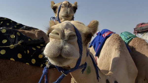 സമ്മാനത്തുക സ്വന്തമാക്കാനായി ചില ഒട്ടകങ്ങളുടെ ഉടമകള് കൃത്രിമത്വം സമ്മാനത്തുക സ്വന്തമാക്കാനായി ചില ഒട്ടകങ്ങളുടെ ഉടമകള് കൃത്രിമത്വം