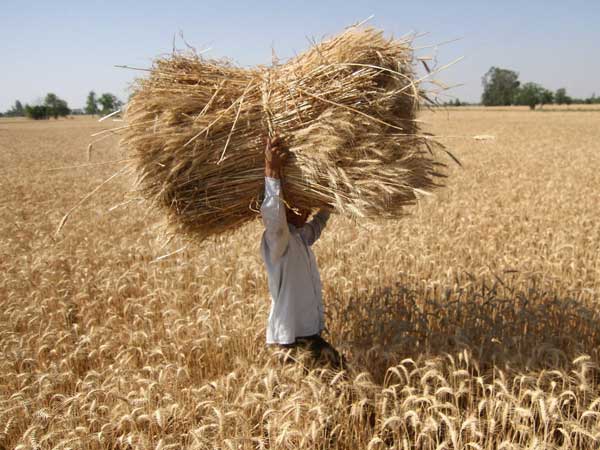 ഗോതമ്പിന്റെ കയറ്റുമതി പ്രോത്സാഹിപ്പിക്കുന്നതിനും ഗോതമ്പിന്റെ കയറ്റുമതി പ്രോത്സാഹിപ്പിക്കുന്നതിനും