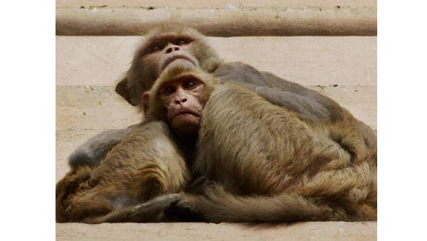 monkey fever monkey fever