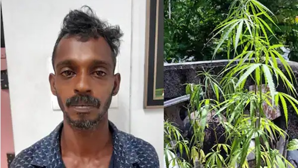 പൊലീസ് നടത്തിയ പരിശോധനയില്‍ 15 ലേറെ കഞ്ചാവ് 