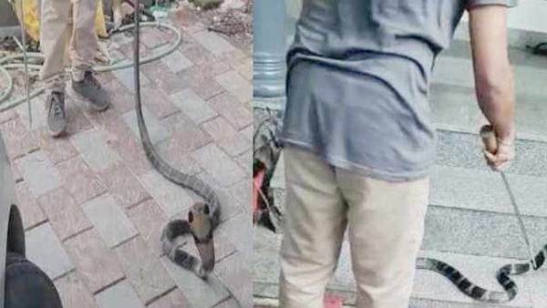 എന്നാല്‍ പാമ്പിനെ പിന്നീട് എവിടേയും കണ്ടെത്താന്‍ 