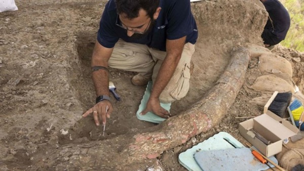 ഭൂമിയില്‍ ജീവിച്ചിരുന്ന ആനകളില്‍ വച്ച് ഏറ്റവും വലുതായ 