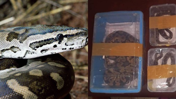 കണ്ണൂർ റെയില്‍വേ സ്റ്റേഷനില്‍ വെച്ച് പാമ്പുകളെ