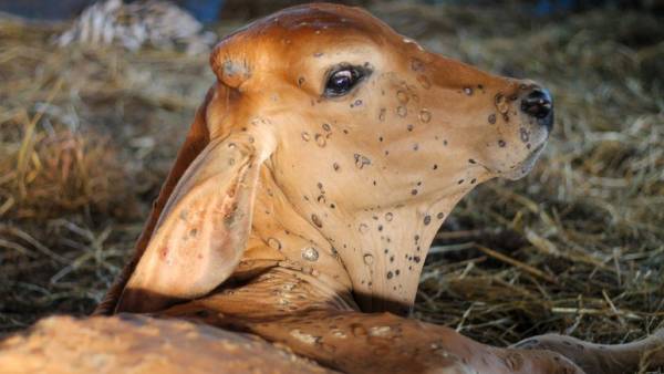 വളർത്തുമൃഗങ്ങളും വീട്ടിലെ പല്ലികളും വരെ ഉറുമ്പുകളുടെ ഇരയായി.