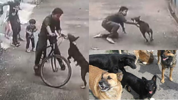ഇന്നലെ ഉച്ചയോടെയാണ് അരക്കിണർ ഭാഗത്ത് തെരുവ് 
