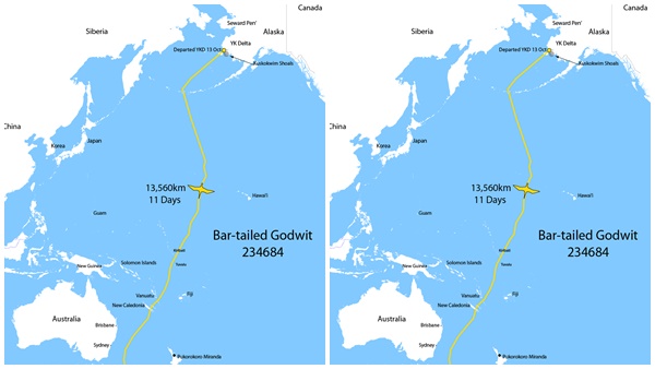 pc: Pukorokoro Miranda Shorebird Centre