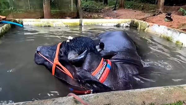 പോത്തിനെ സ്വന്തമാക്കുന്നത്