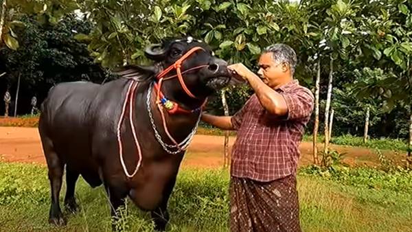 ബഷീറിന്റെ വീട്ടിലെ പ്രിയപ്പെട്ടവൻ 