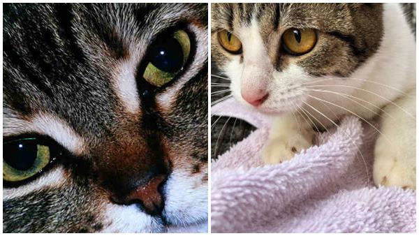 ഒന്നല്ല നാല് പൂച്ചകള്‍