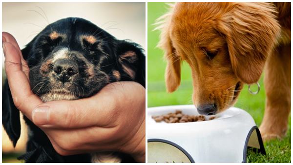 ഒരു ക്യൂട്ട് നായ