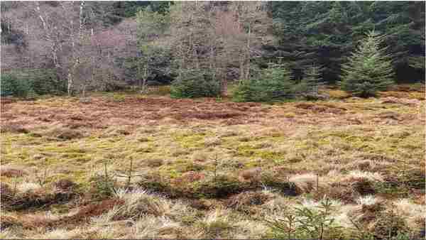 ആരും വീണുപോകുന്ന ചിത്രം