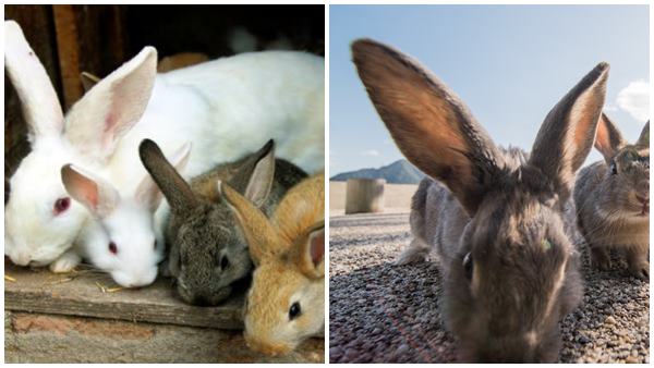 ഒളിഞ്ഞിരിക്കുകയാണ് മുയല്‍