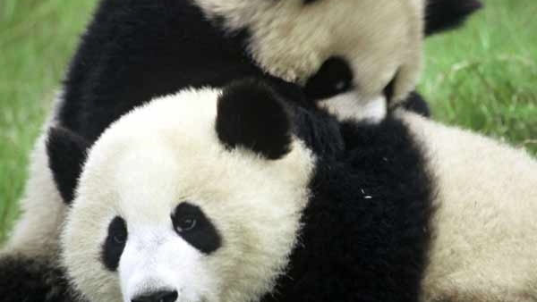 ഒരു സുന്ദരന്‍ പാണ്ട