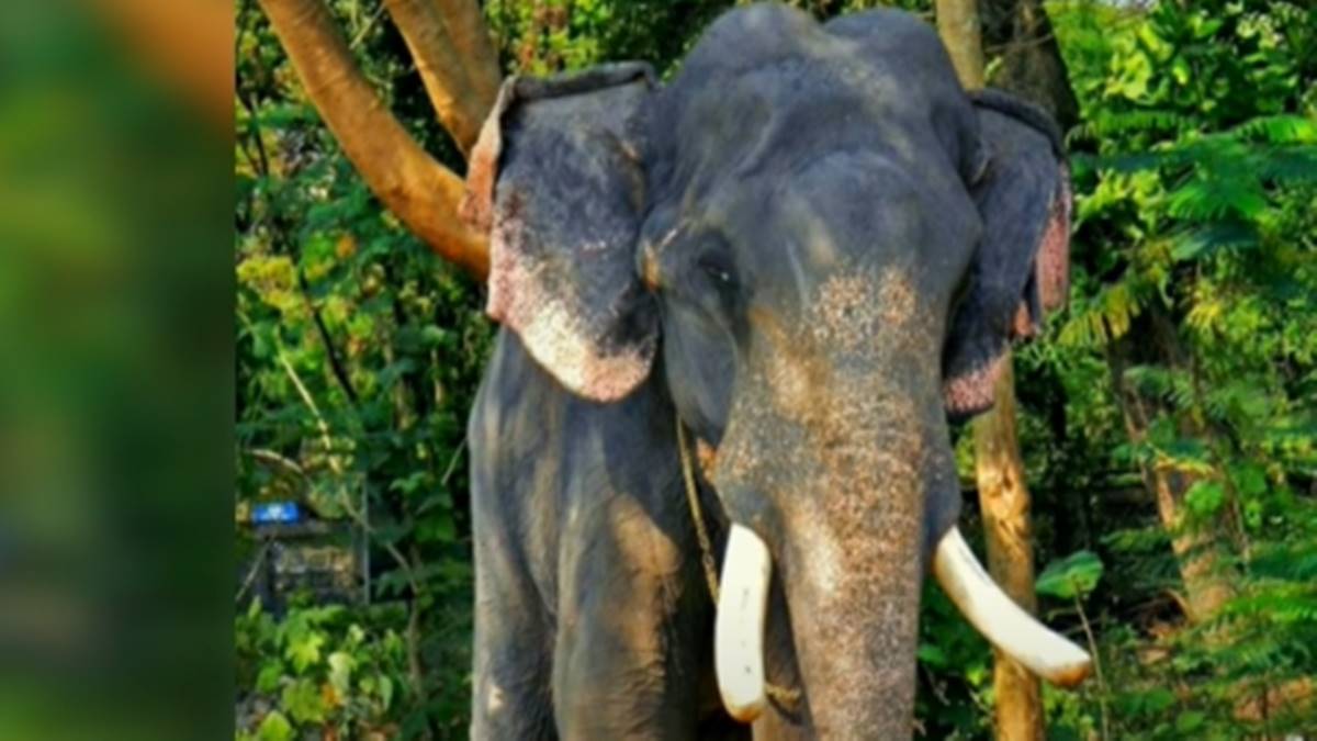 പങ്ങു മരണപ്പെട്ടതോടെ 
