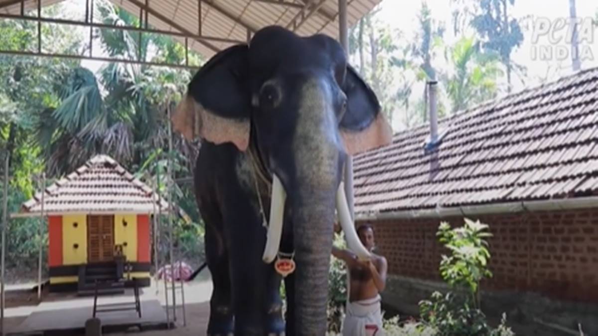 800 കിലോ ഭാരം