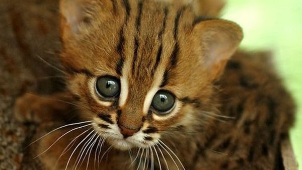 മനോഹരമായ ചിത്രം